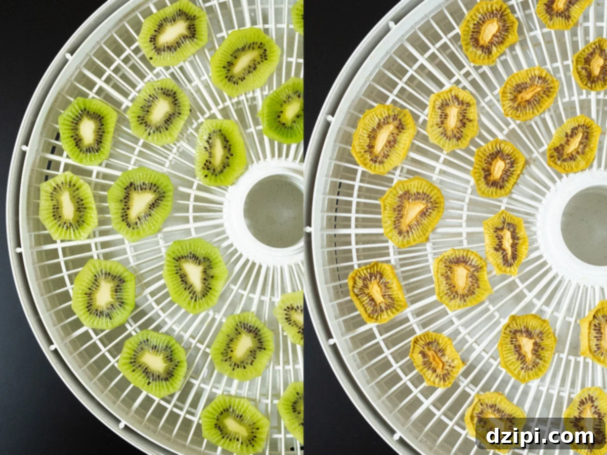 A two photo collage showing sliced kiwis on a dehydrator tray before and after dehydrating.