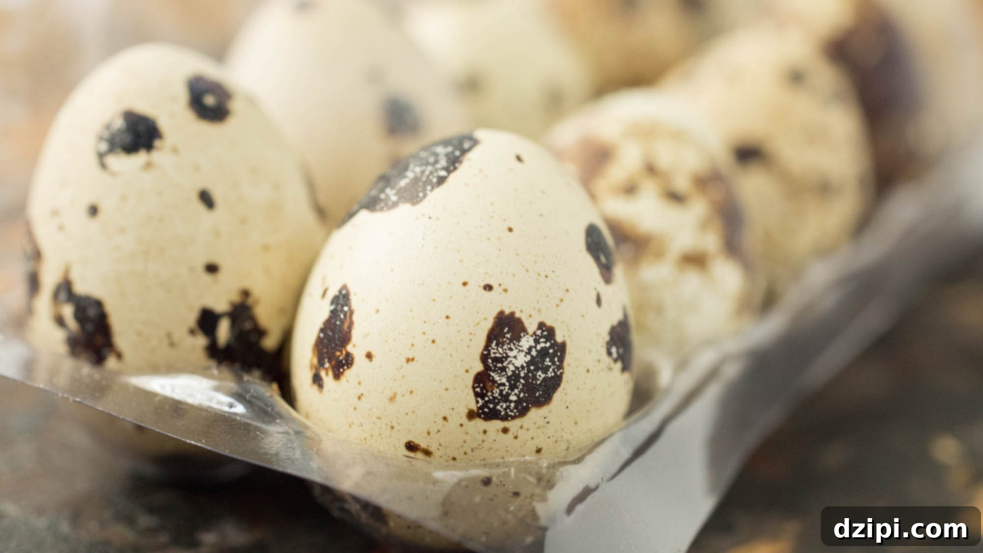 A close-up shot of small, speckled quail eggs neatly arranged within their clear plastic egg carton, highlighting their unique patterns and compact size.