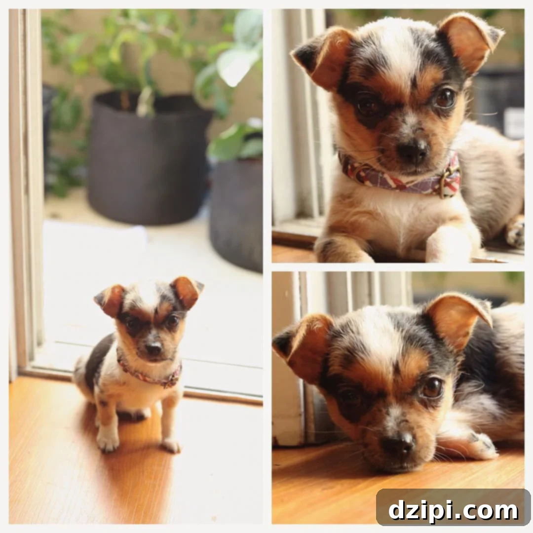Collage of a small chihuahua puppy standing, sitting, and laying, demonstrating her adorable puppy stages.