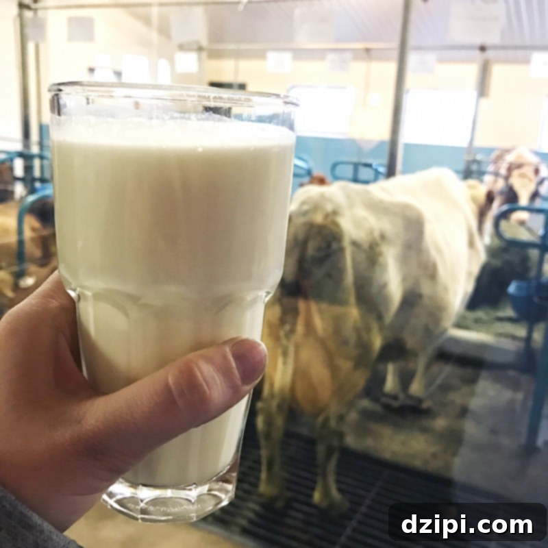A refreshing glass of fresh milk at the Cow Cafe in Mývatn, Iceland.