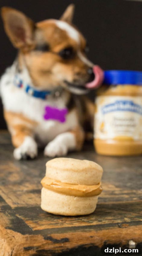 Gourmet Peanut Butter Macarons for Pups 5 A tempting Peanut Butter Macaron dog treat is prominently featured in the foreground, with an adorable dog eagerly licking a peanut butter jar, slightly out of focus, in the background, highlighting the irresistible allure of peanut butter for dogs.