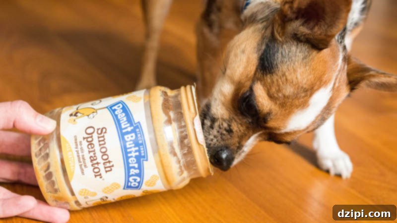 Gourmet Peanut Butter Macarons for Pups 6 A happy dog thoroughly enjoys licking the last bits of delicious, xylitol-free peanut butter from the inside of a Peanut Butter & Co jar, clearly relishing the treat.