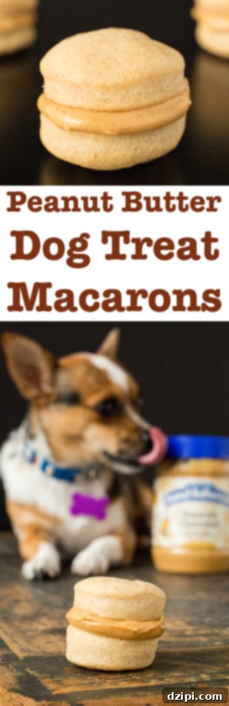Gourmet Peanut Butter Macarons for Pups 8 A vibrant and detailed image showing how to make Peanut Butter Macaron Dog Treats step by step, from raw dough to baked cookies and the final delicious assembled macaron.