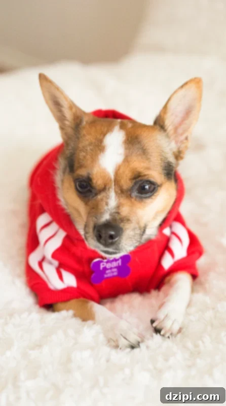 A fashionable chihuahua wearing a cozy hoodie, embodying the 'basic' fall vibe and waiting for a treat.