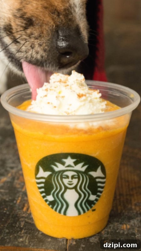 A small dog happily licking a homemade pumpkin spice latte treat from a mini Starbucks cup.